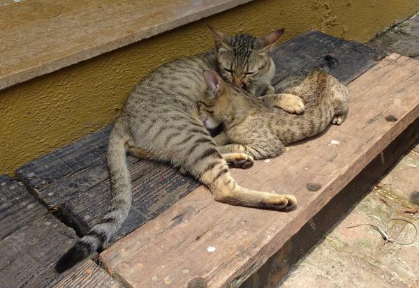 Домашние кошки, похожие на леопардов, - бенгальские кошки