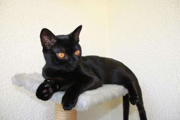 Домашние кошки, похожие на леопардов - Bombay Cat