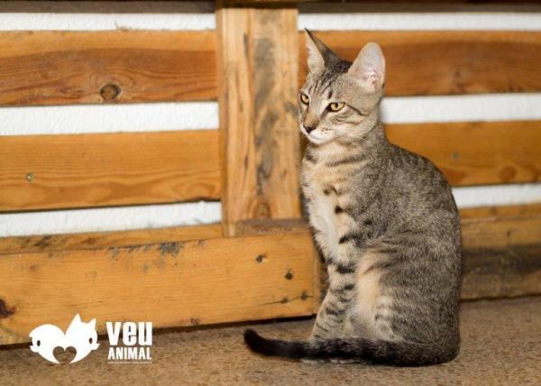 Где вы можете приютить собаку в Барселоне? - Veu Animal