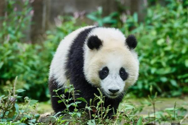 Гигантская панда все еще в опасности? - Сохранение статуса гигантской панды
