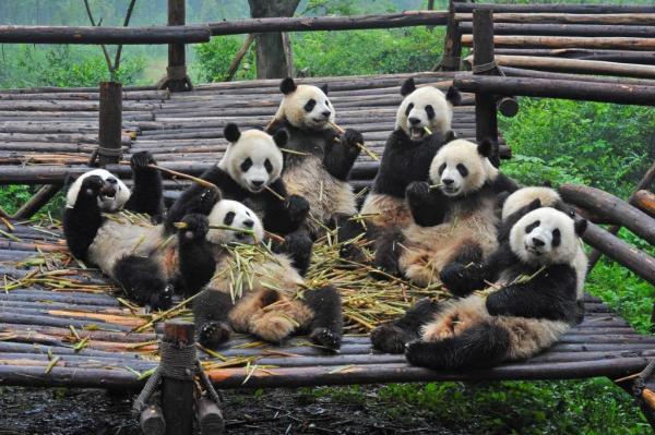 Гигантская панда все еще в опасности? - Как мы можем защитить гигантских панд от вымирания?