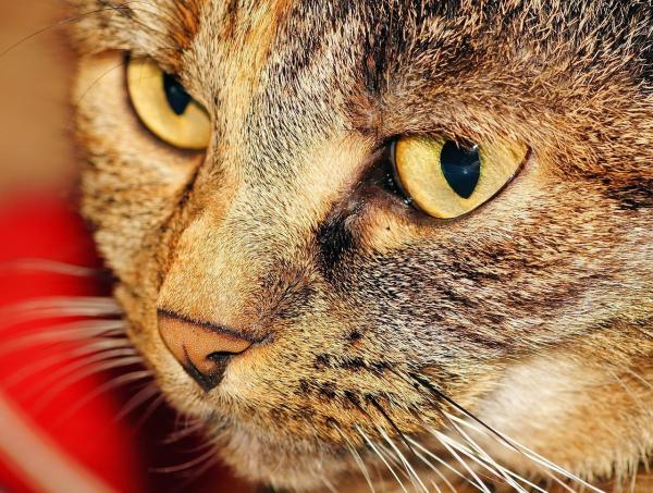 Гомеопатические препараты для кошек - Гомеопатические средства для кошек