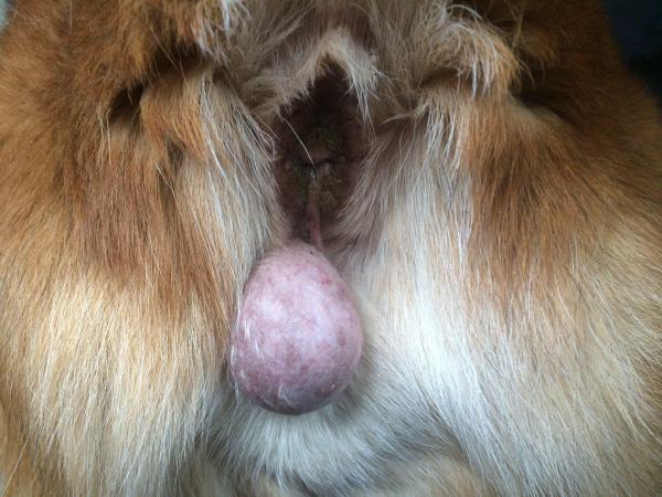 Грыжи промежности у собак: симптомы, причины, диагностика, лечение: что такое грыжа промежности?