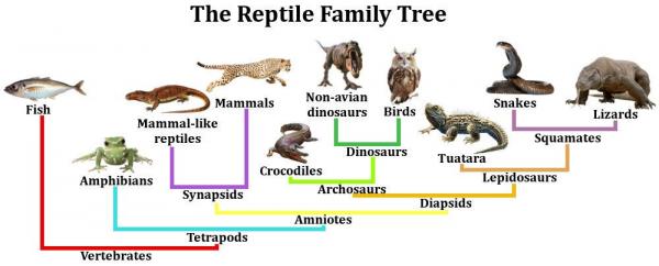Как дышат рептилии? - Данные о рептилиях - Птицы-рептилии?