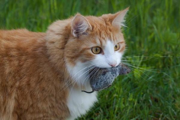 Как я узнаю, доверяет ли мне мой кот? - 3. Они приносят вам еду