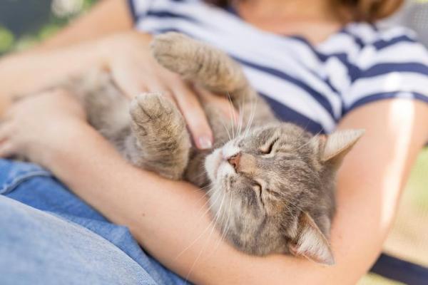 Как я узнаю, доверяет ли мне мой кот? - 7. мурлыкать