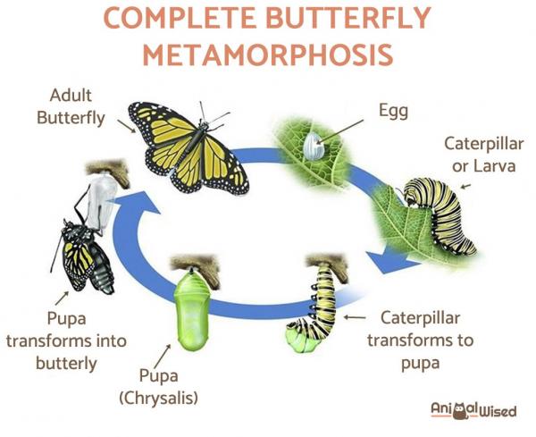 Как рождается бабочка? - жизненный цикл бабочки - жизненный цикл бабочки