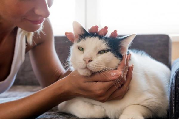Как сделать массаж кошке: разработайте массаж вашей кошки