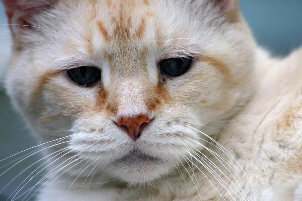 Как узнать возраст кота - Как узнать возраст старого кота