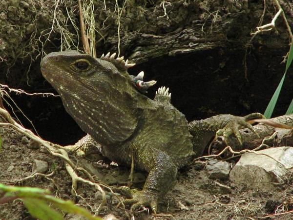 Какие животные живут дольше? - 10. Туатара (Sphenodon punctatus)