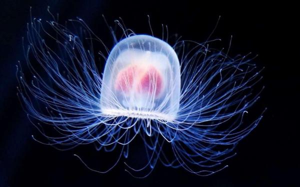 Какие животные живут дольше? - 1. Медуза (Turritopsis nutricula)