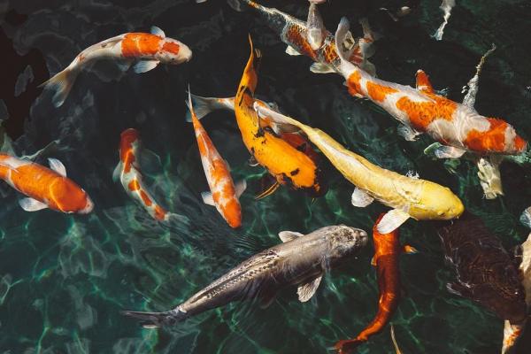 Какие животные живут дольше? - 6. Рыба кои (Cyprinus carpio)