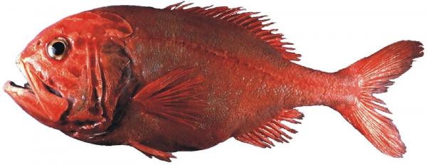 Какие животные живут дольше? - 9. Грубый апельсин (Hoplostethus atlanticus)