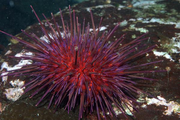Какие животные живут дольше? - 7. Красный морской еж (Strongylocentrotus franciscanus)