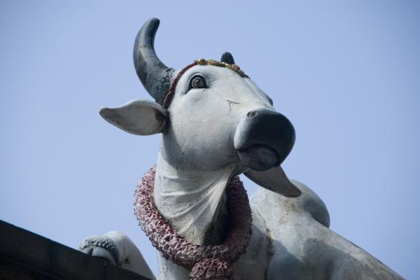 Какова история коровы Камадхену?