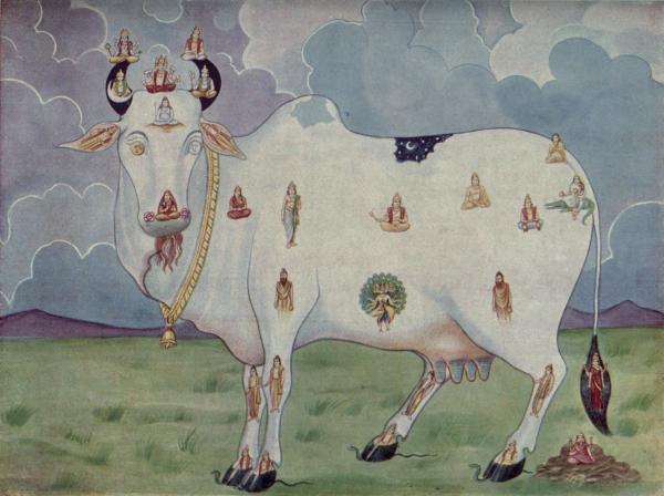 Какова история коровы Камадхену? - Поистине священная корова