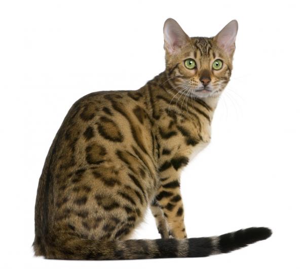 Каково происхождение бенгальской кошки? - Бенгальская кошка: отличительная кошка