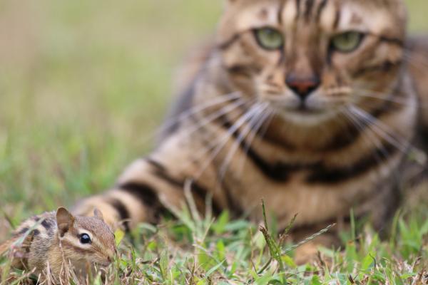 Каково происхождение бенгальской кошки? - Кошки на подъеме