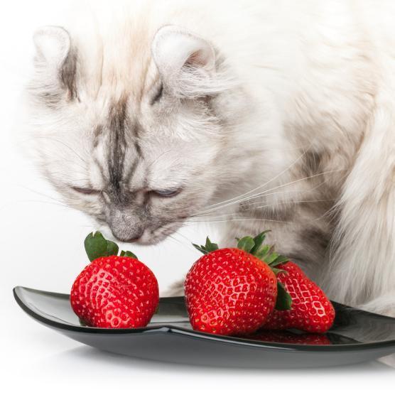 Какую человеческую пищу могут есть кошки?