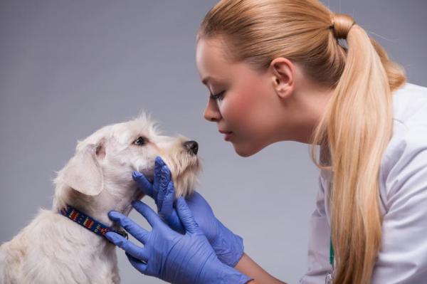 Косоглазие у собак. Причины, симптомы и лечение. Лечение косоглазия у собак