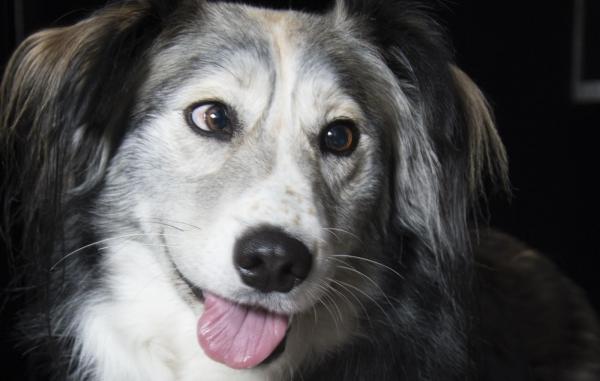 Косоглазие у собак - причины, симптомы и лечение - Что такое косоглазие?