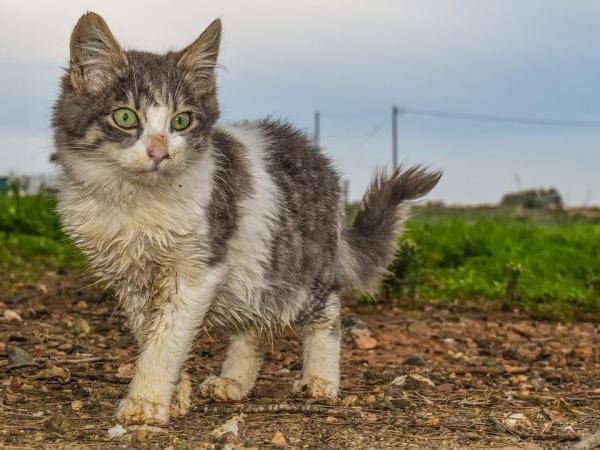 Кожа моей кошки выглядит грубой