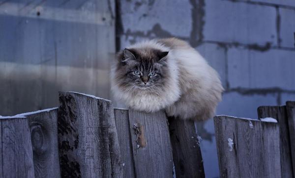 Шерсть моей кошки выглядит грубо: шерсть кошки