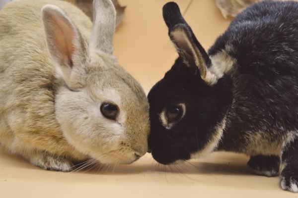 Кроличья агрессия - Причины - Кроличья агрессия по отношению к другим кроликам