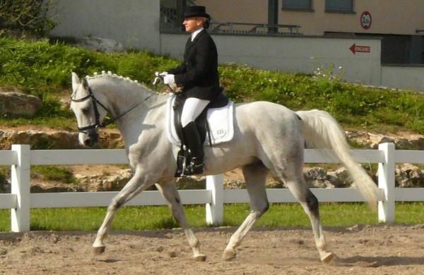 Лучшие лошади для преодоления препятствий - арабская лошадь Шагья