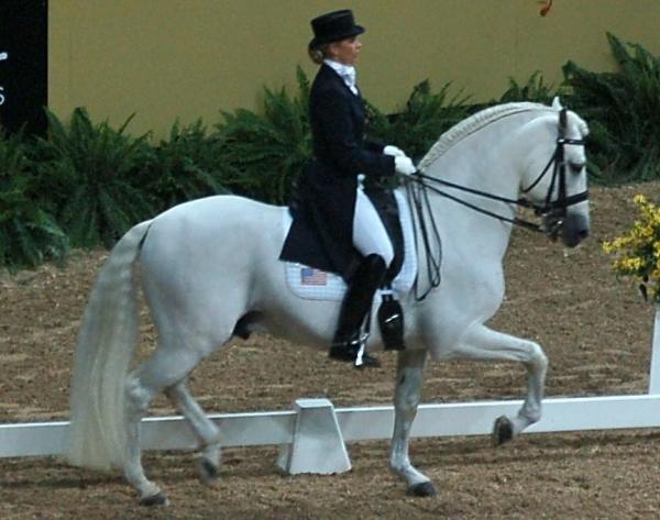 Лучшие лошади для шоу-прыжков - испано-арабская лошадь