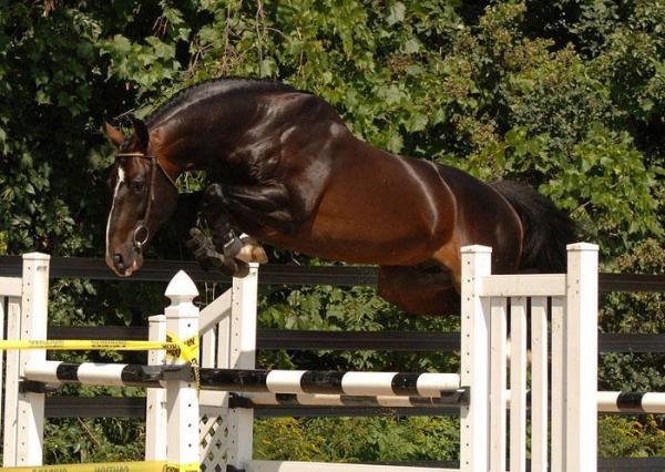 Лучшие лошади для преодоления препятствий - бельгийская Warmblood
