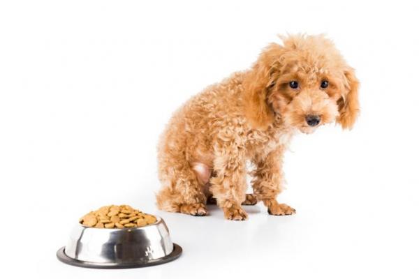 Мегаэзофагус у собак: причины, симптомы, лечение