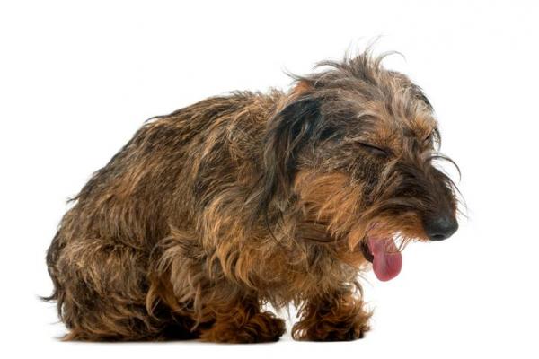 Мегаэзофагус у собак - причины, симптомы, лечение - Мегаэзофагус у собак: симптомы