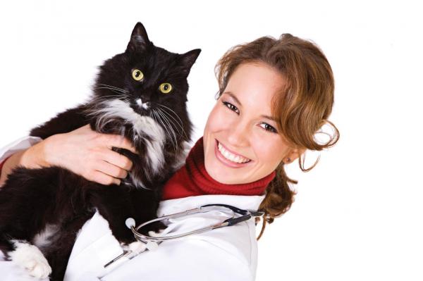 Методы контрацепции для кошек: проконсультируйтесь с ветеринаром