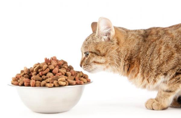 Могут ли кошки быть веганами? - Есть ли веганская или вегетарианская еда для кошек?