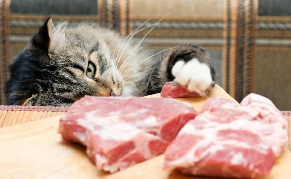 Могут ли кошки быть веганами? - Может ли кошка быть вегетарианцем или веганом сама по себе?