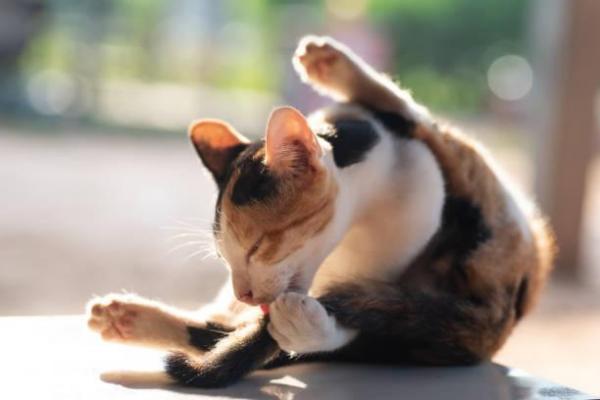 My Cat is Overgroom - Причины - Чрезмерное основание хвоста кошки