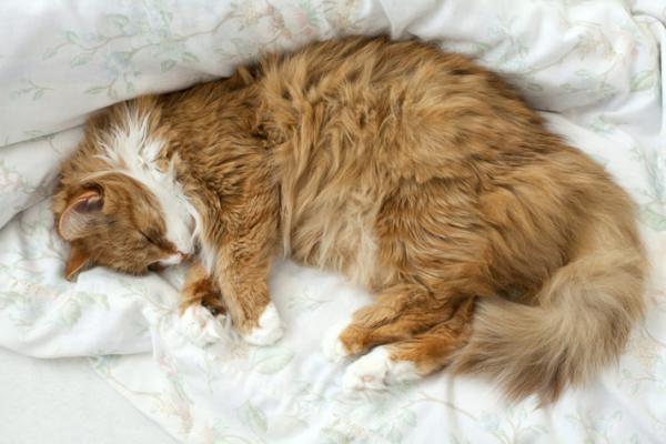 Моя кошка нормально храпит? - Самые распространенные респираторные заболевания у кошек.