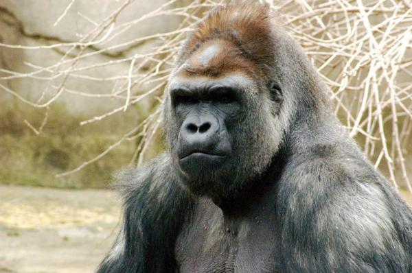 Насколько сильны гориллы? - Насколько сильна горилла?