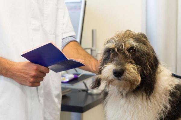 Навязчивое поведение у собак: как лечить ОКР у собак?