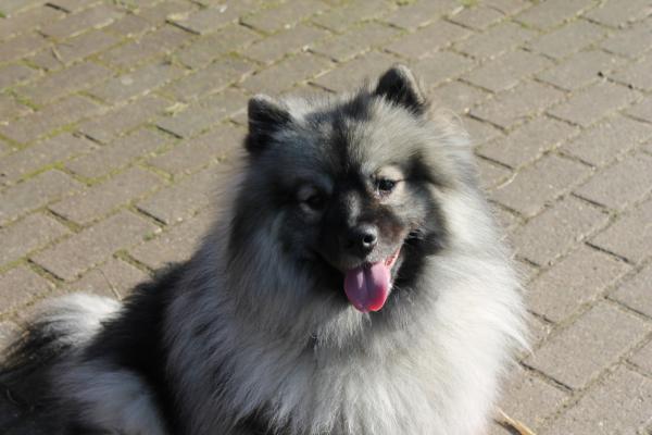 Немецкие шпицы: породы и разновидности - Wolfspitz: The Keeshond