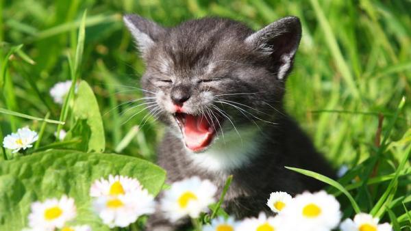 Почему моя кошка так мяу? - мяуканье котят