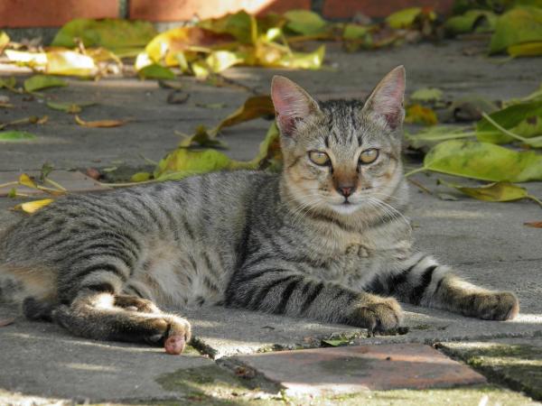 Почему моя кошка так мяу? - Вы усыновили бездомного кота?