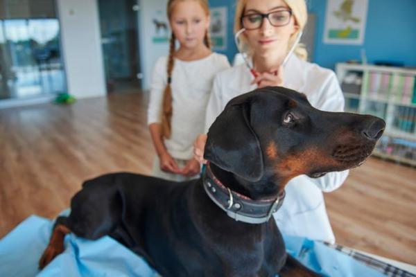 Почему моя собака ест грязь? - Причины решения! - Собака ест горшечную почву