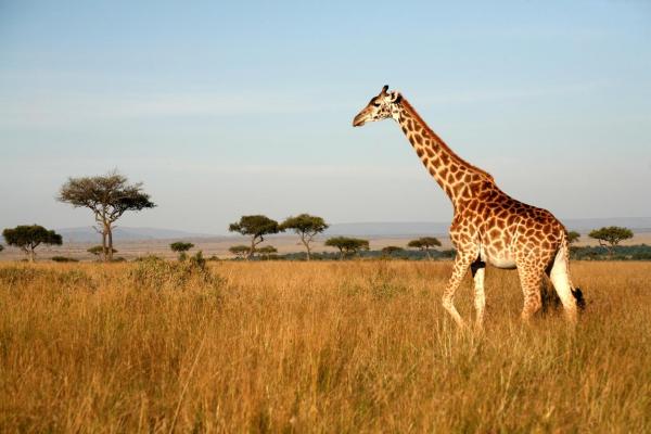 Почему жирафы в опасности? - Почему вымирают жирафы?