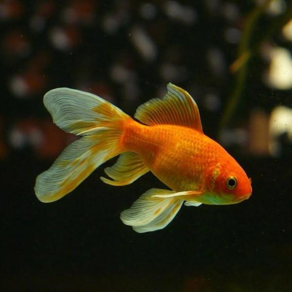 Почему золотая рыбка агрессивна?
