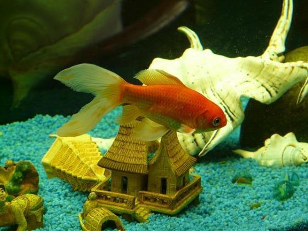 Почему золотая рыбка агрессивна? - Другие причины агрессии у золотой рыбки