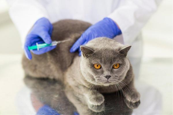 Принося новую кошку домой - Принося новую кошку домой: вакцинация и дегельминтизация