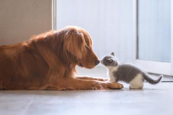 Принесите нового кота домой: принесите нового кота домой, когда он у вас уже есть