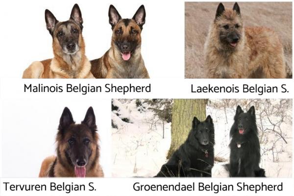 Различия между немецкой овчаркой и бельгийской овчаркой - разновидностями бельгийской овчарки